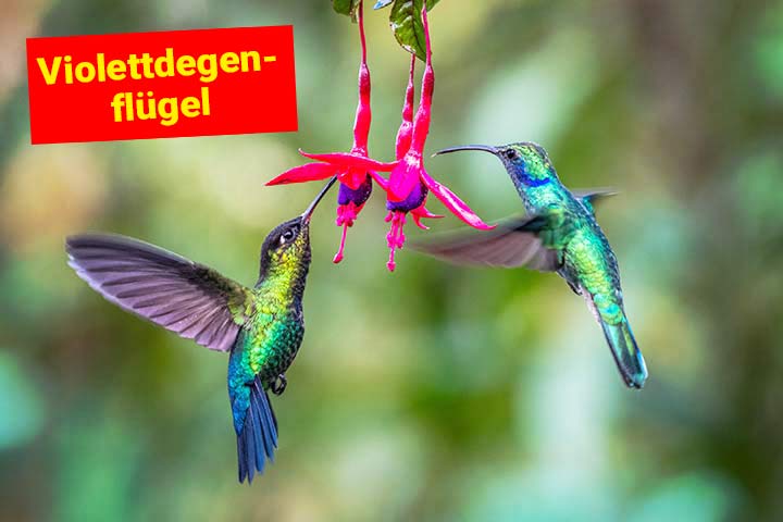 Violettdegenflügel