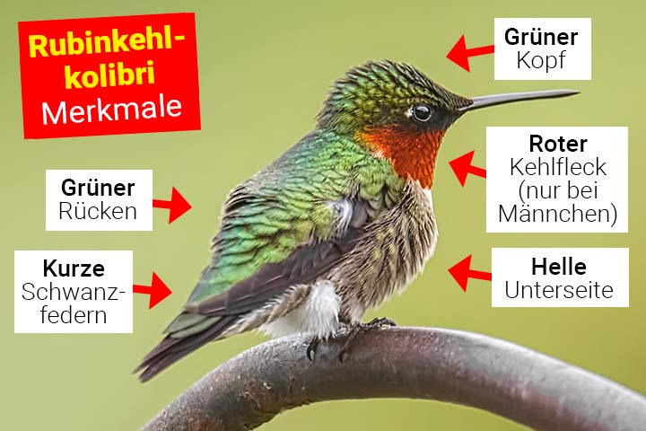 Rubinkehlkolibri Körperbau und Aussehen