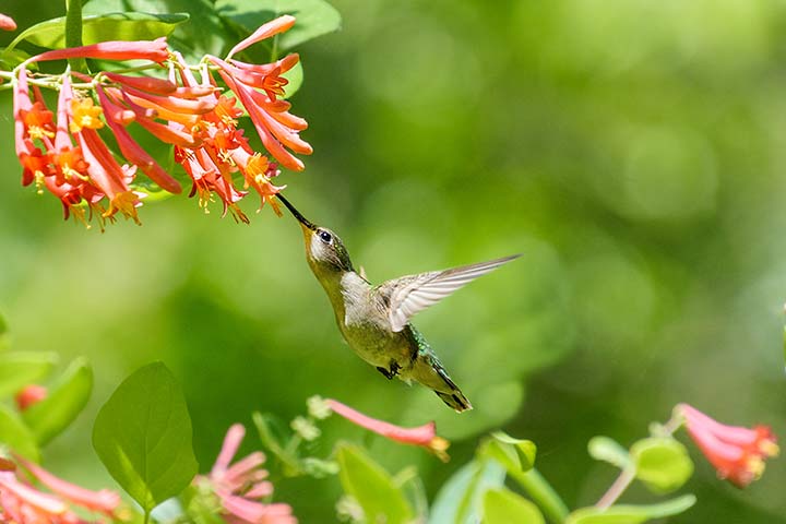 Ein Rubinkehlkolibri-Weibchen trinkt aus einer Blüte