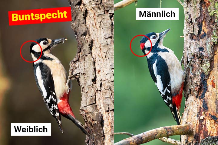 Weiblicher oder männlicher Buntspecht - Wo ist der Unterschied?