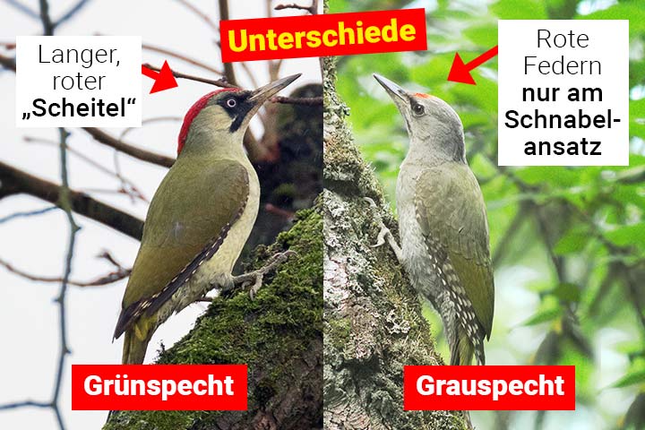 Grünspecht oder Grauspecht – Wo ist der Unterschied?