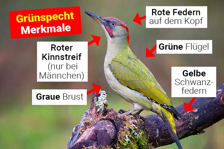 Grünspecht Merkmale