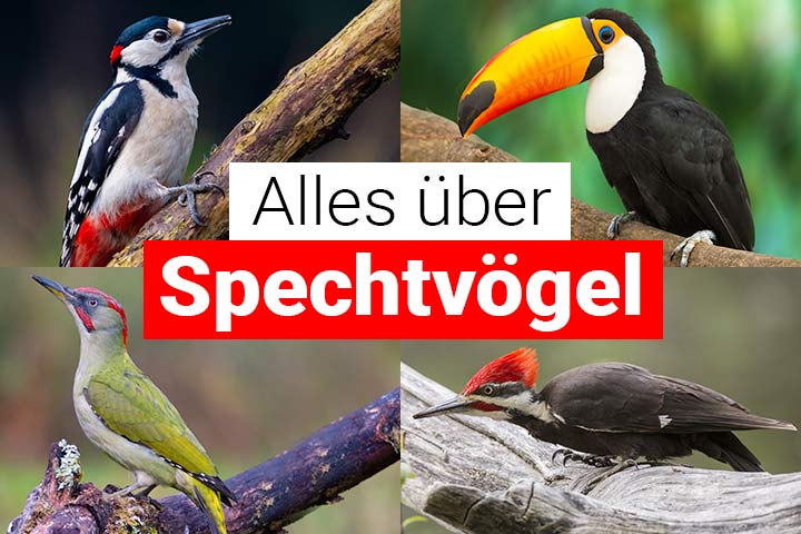 Alles über Spechtvögel