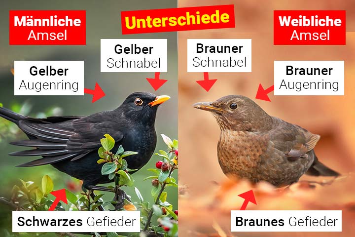 Männliche Amsel oder weibliche Amsel - Wo ist der Unterschied?