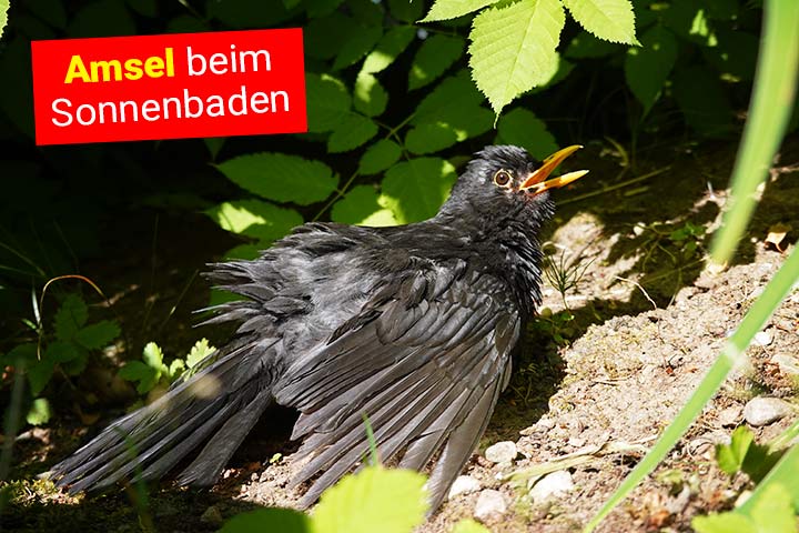 Eine männliche Amsel nimmt ein Sonnenbad, um ihr Gefieder zu pflegen