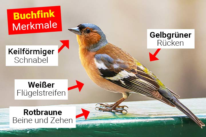 Buchfink Merkmale
