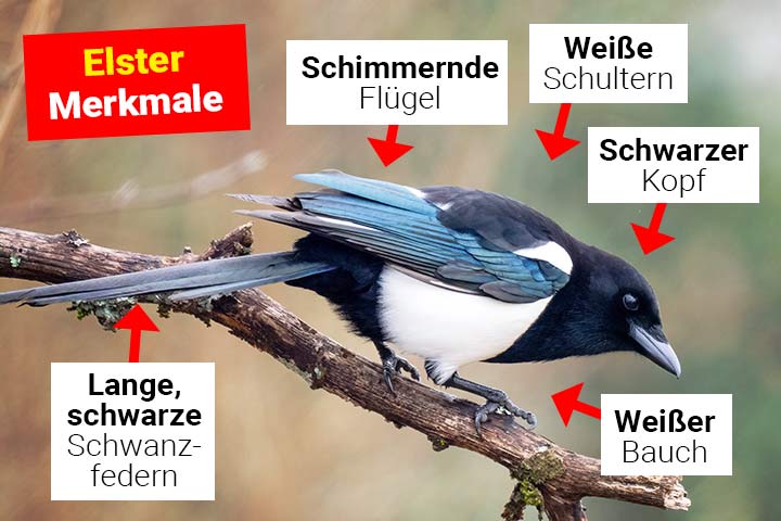 Elster Körperbau und Aussehen