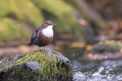 Vogel des Jahres 2027: Du kannst jetzt deinen Lieblingsvogel wählen Vogel des Jahres 2027: Du kannst jetzt deinen Lieblingsvogel wählen
