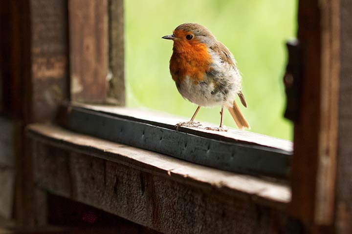Ein Rotkehlchen ist zu Besuch