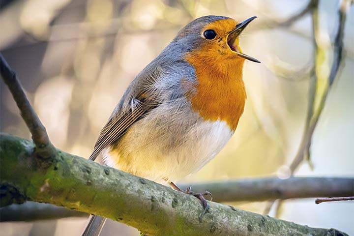 Rotkehlchen singen wunderschöne Melodien
