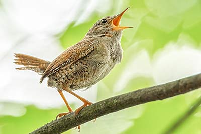 12 spannende Infos über Vogelgesang