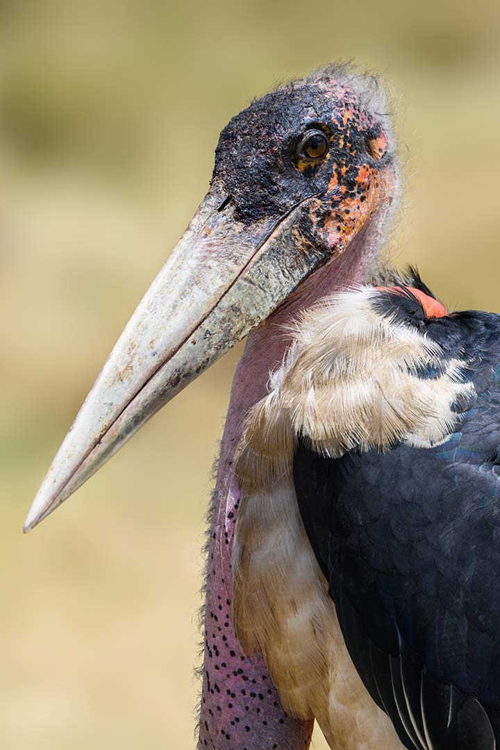 Marabu