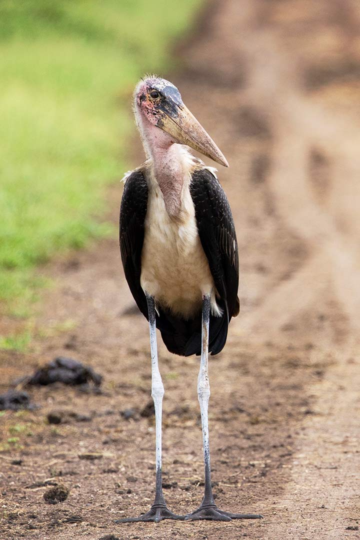 Marabu