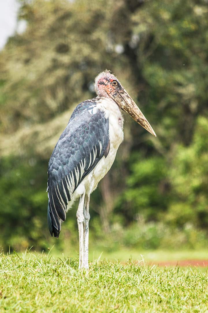 Marabu