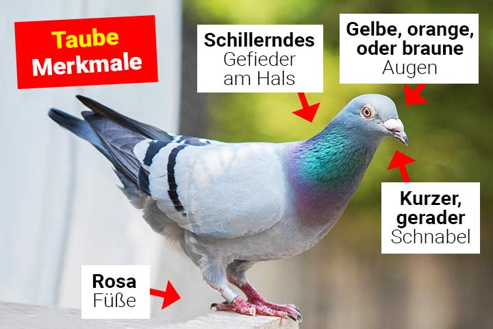 Taube Körperbau und Aussehen