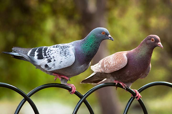 Farbenprächtige Taube