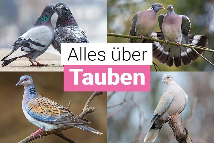 Alles über Tauben
