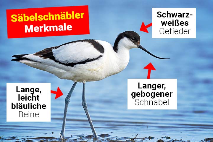 Säbelschnäbler Aussehen und Körperbau