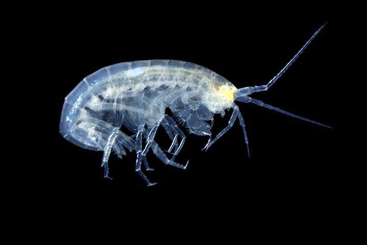 Höhlen-Zwergflohkrebs