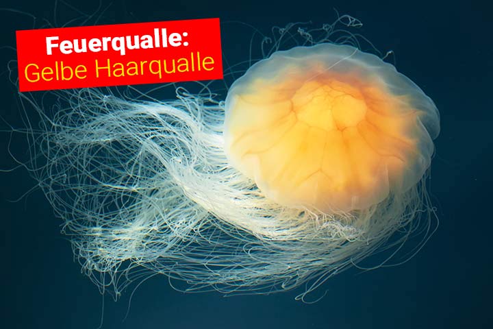Feuerqualle - Gelbe Haarqualle