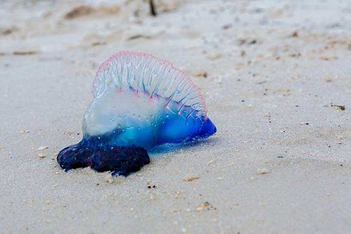 Portugiesische Galeere am Strand