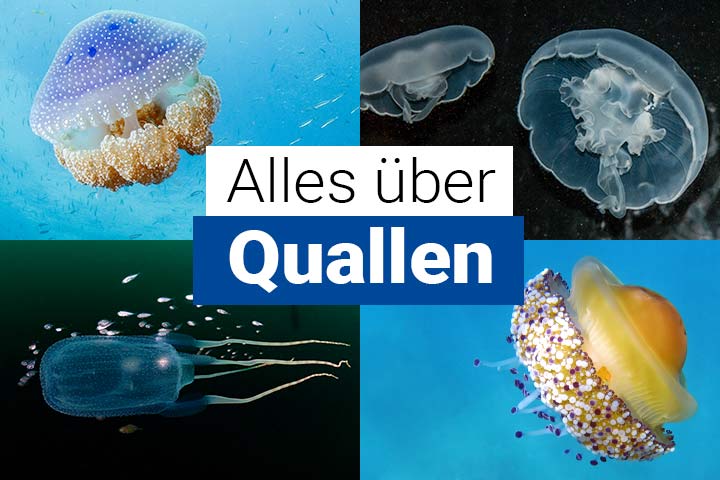 Alles über Quallen