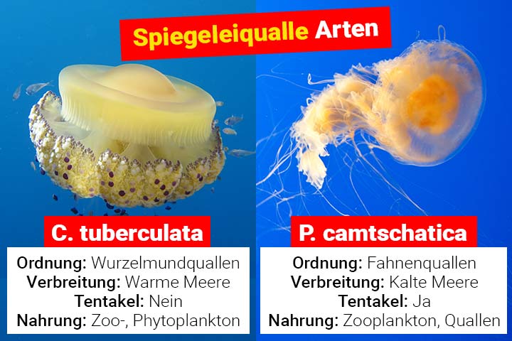 Spiegeleiqualle Arten