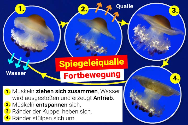 Spiegeleiqualle Fortbewegung