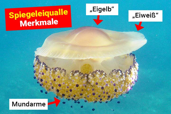 Spiegeleiqualle Merkmale