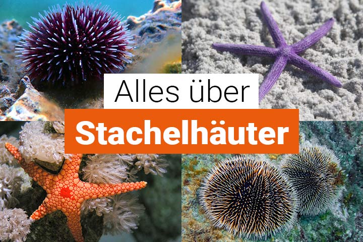 Alles über Stachelhäuter