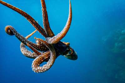  Schlauer als gedacht: Kraken nutzen Spiegel, um versteckte Snacks zu jagen!