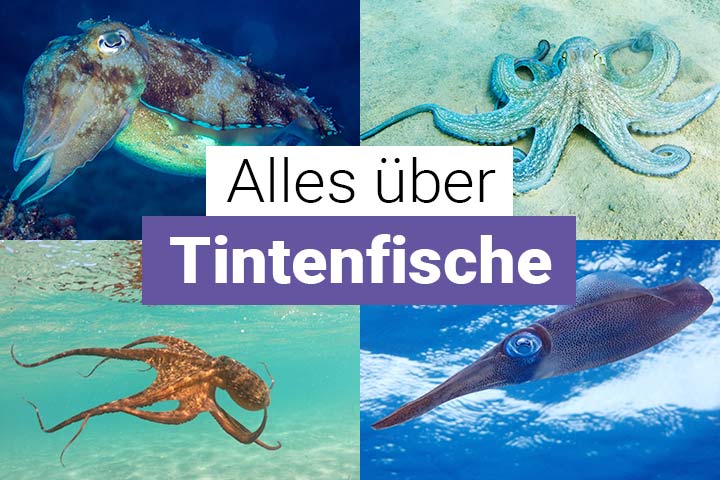 Alles über Tintenfische