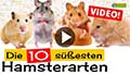 Video: Die 10 süßesten Hamsterarten