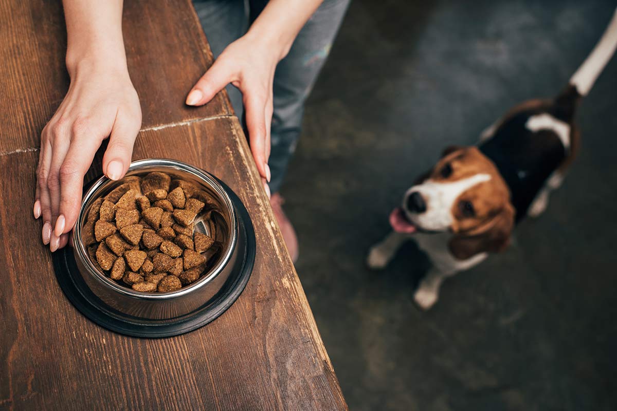 Ein hungriger Beagle wartet auf seinen gefüllten Napf