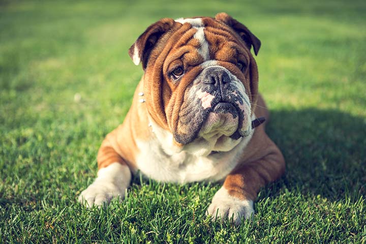 Englische Bulldogge Hund - Steckbrief - Haltung, Pflege