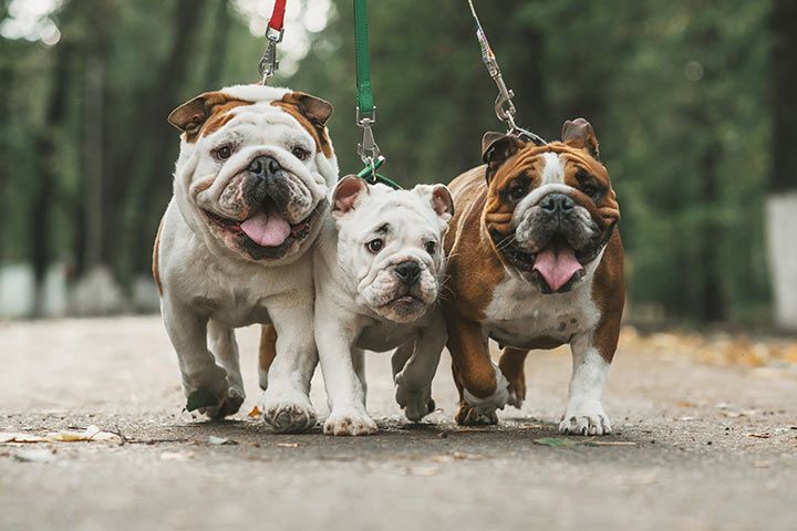 Französische Bulldogge Hund - Steckbrief - Charakter, Haltung, Pflege