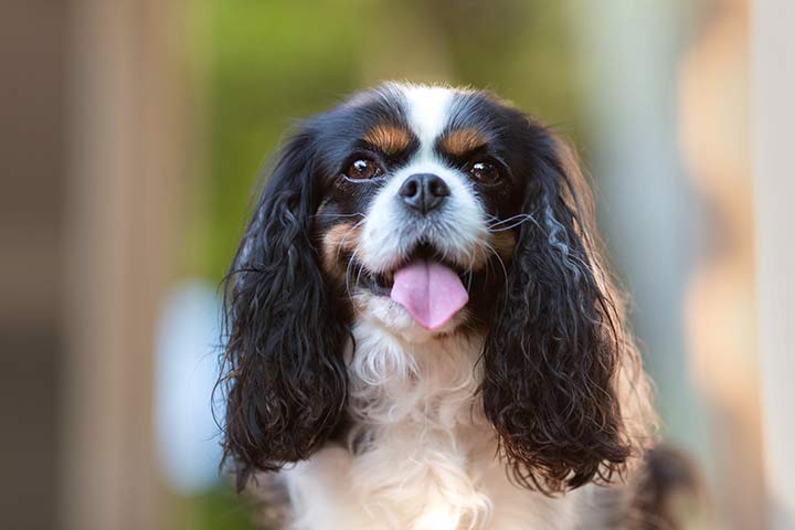 Cavalier King Hund - Steckbrief Charakter, Haltung,