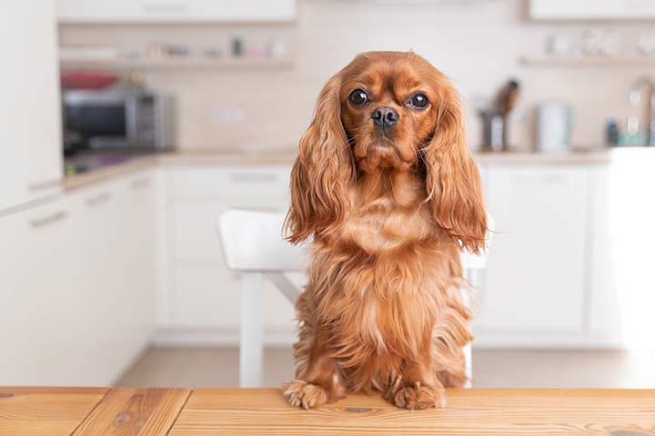 Cavalier King Charles Spaniel Hund Steckbrief Charakter Haltung Pflege