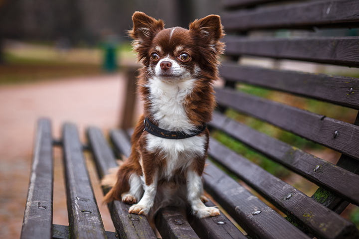 Chihuahua Hund Steckbrief Charakter, Pflege