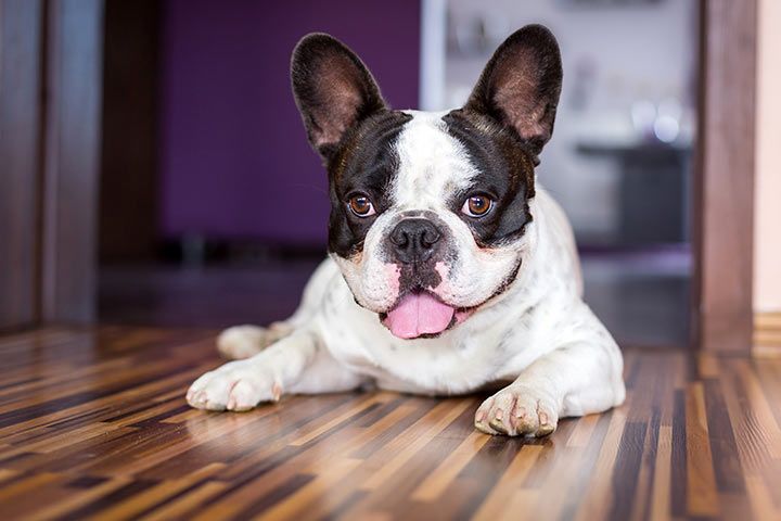 Französische Bulldogge Hund - Steckbrief - Charakter, Haltung, Pflege