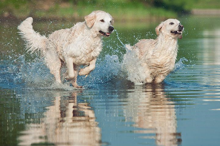 Golden Retriever Hund - GolDen Retriever Rennen L
