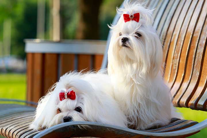 Malteser Hund - Steckbrief - Charakter, Haltung, Pflege
