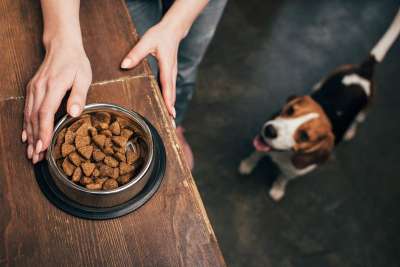 Veganes Futter f&uuml;r Hunde und Katzen: K&ouml;nnen Haustiere Pflanzen-Proteine gut verdauen?