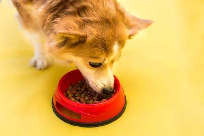 Hunde und Katzen lassen für dieses neue Protein im Napf ihr bisheriges Futter links liegen Hunde und Katzen lassen für dieses neue Protein im Napf ihr bisheriges Futter links liegen