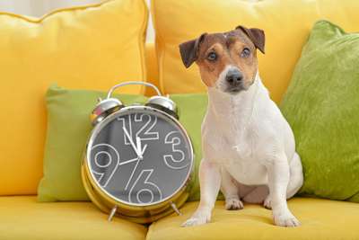 Haben Tiere ein anderes Zeitgef&uuml;hl als wir? Eine neue Studie zeigt, wie sie Zeit erleben