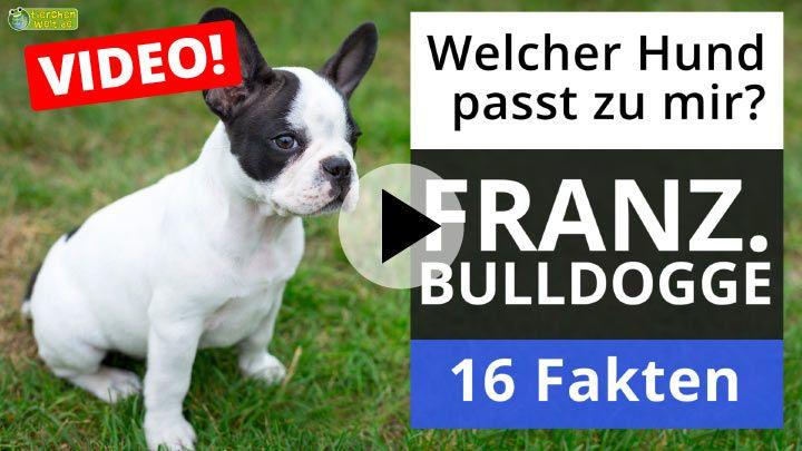 Franzosische Bulldogge
