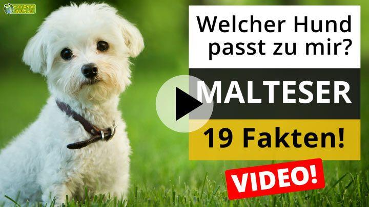 Malteser Hund Infos zu Rasse, Charakter, Größe