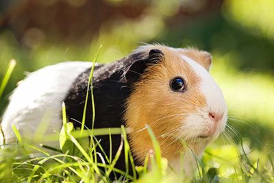 Haustier Meerschweinchen