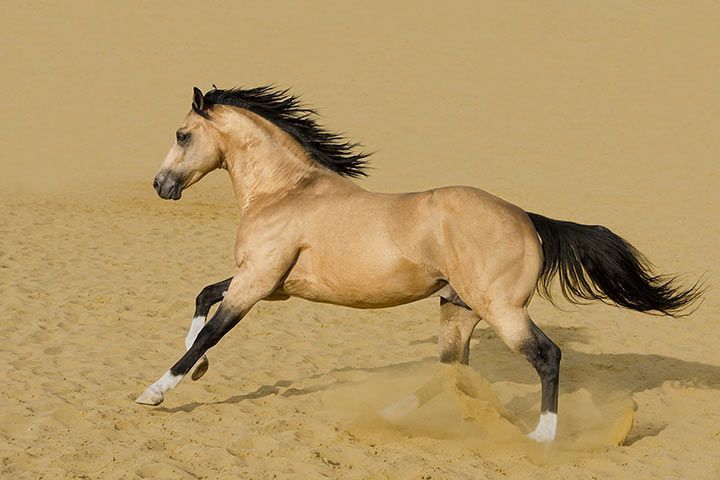 Quarter Horse Pferd Steckbrief Charakter Bilder