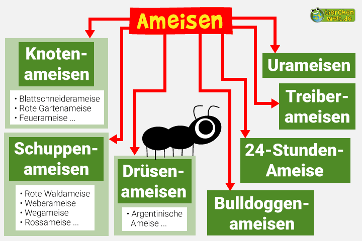 Stammbaum der Ameisen